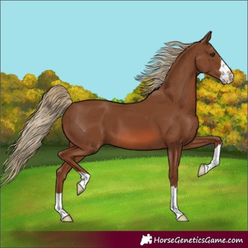 Horse Color:Unknown 