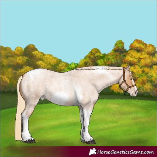 Horse Color:Red Roan Pearl Tobiano Frame