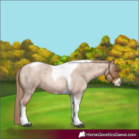Horse Color:Liver Red Roan Pearl Tobiano Frame