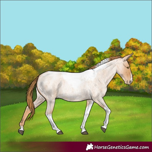 Horse Color:Red Roan Pearl Tobiano Frame 