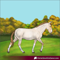 Horse Color:Red Dun Roan Pearl Tobiano Frame