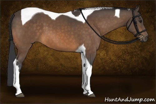 Horse Color:Buckskin Tobiano