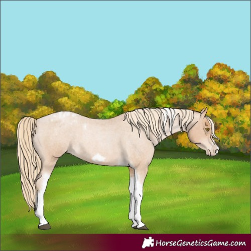 Horse Color:Red Roan Pearl Tobiano Frame Varnish 