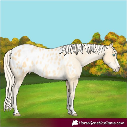 Horse Color:Palomino Pearl Appaloosa 