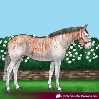 Horse Color:White Spotted Bay Mushroom Splash  and White Spotted Bay Mushroom Splash 