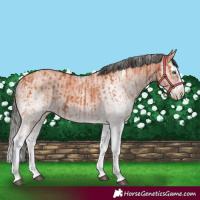 Horse Color:White Spotted Bay Mushroom Splash and White Spotted Bay Mushroom Splash