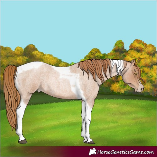 Horse Color:Red Roan Pearl Tobiano Frame 