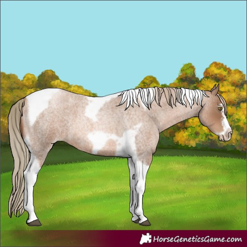 Horse Color:Liver Red Roan Pearl Tobiano Frame 
