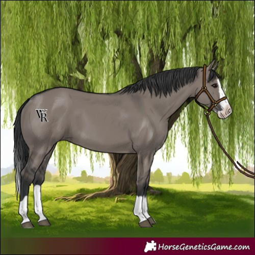 Horse Color:Grullo Splash 