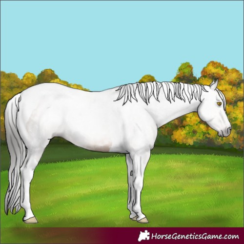 Horse Color:Gray Amber Champagne Tobiano 