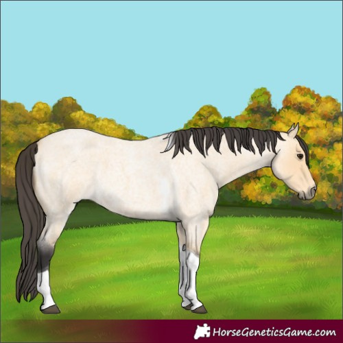 Horse Color:Buckskin Roan Tobiano 