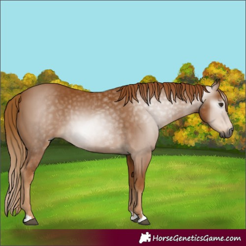 Horse Color:Gray Chestnut 