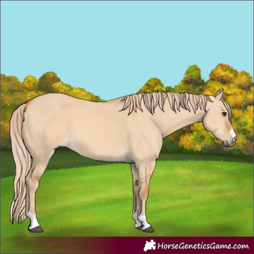 Horse Color:Red Dun 