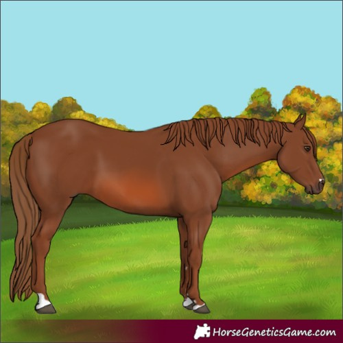 Horse Color:Chestnut 