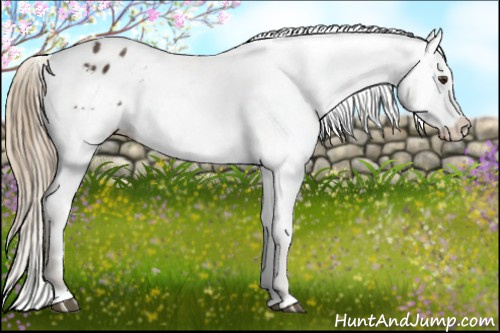 Horse Color:Liver Chestnut Appaloosa 