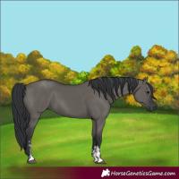 Horse Color:Grullo Sabino Rabicano 