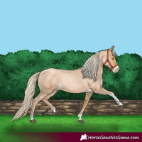 Horse Color:Red Roan Pearl Tobiano Frame 