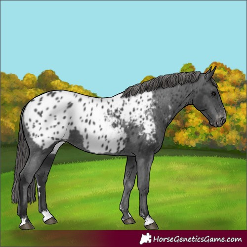 Horse Color:Black Appaloosa Rabicano 