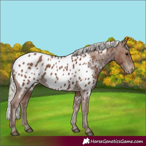 Horse Color:Silver Black Near Leopard Rabicano
