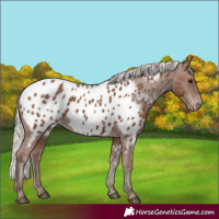 Horse Color:Silver Black Appaloosa Rabicano