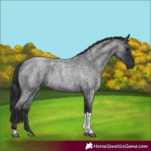 Horse Color:Blue Roan Tobiano 