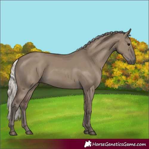 Horse Color:Silver Grullo 