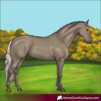 Horse Color:Silver Grullo