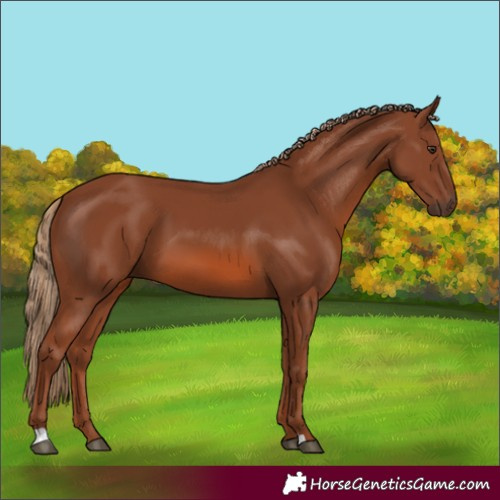Horse Color:Chestnut 