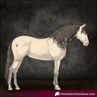 Horse Color:Amber Cream Champagne 