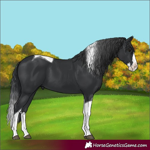 Horse Color:Black Splash Tobiano 