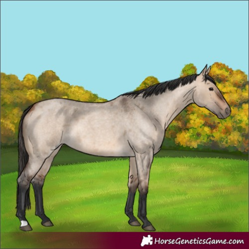 Horse Color:Bay Roan Dun 