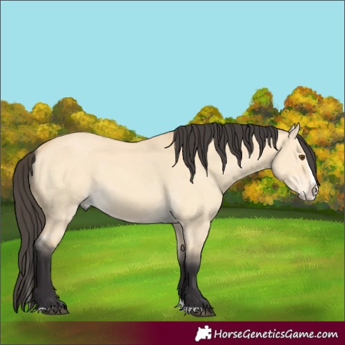 Horse Color:Buckskin Dun Splash 