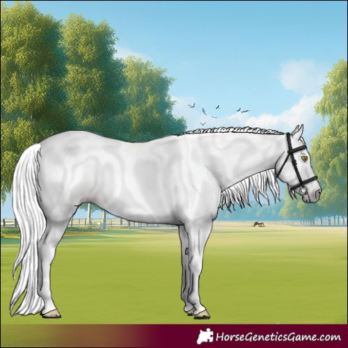 Horse Color:Gray Gold Champagne Tobiano