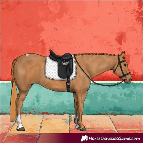 Horse Color:Chestnut Tobiano 