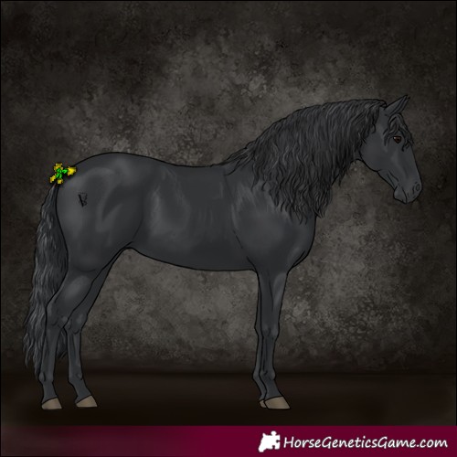 Horse Color:Black 