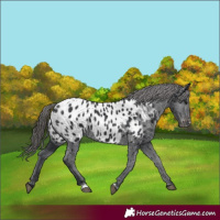 Horse Color:Black Appaloosa 