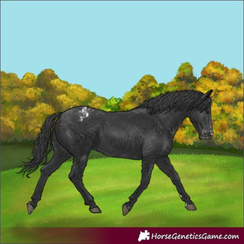 Horse Color:Black Appaloosa 