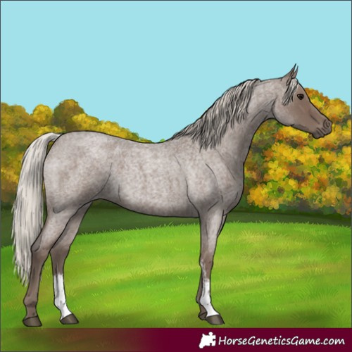Horse Color:Unknown 