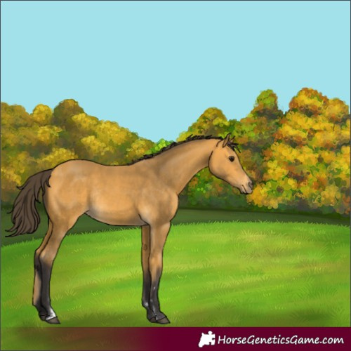 Horse Color:Unknown 