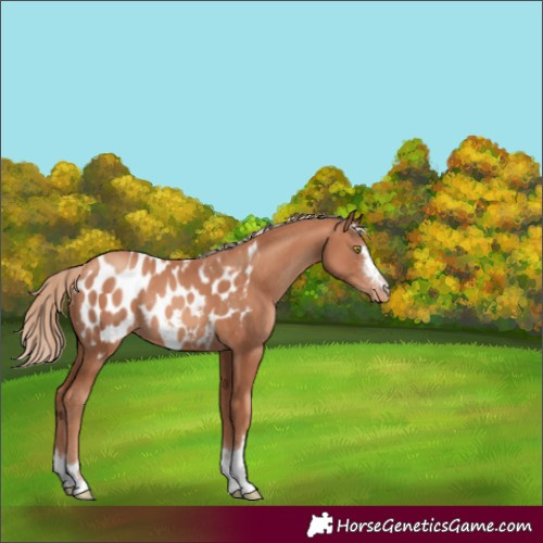 Horse Color:Unknown 