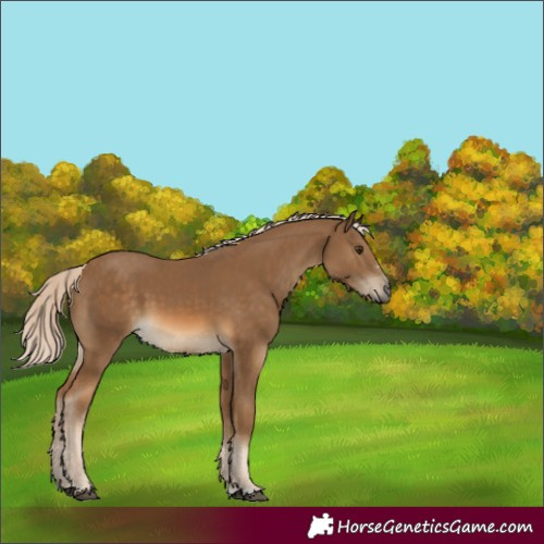 Horse Color:Unknown 