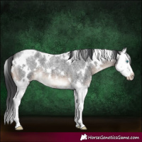 Horse Color:White Spotted Brown Roan Splash