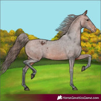 Horse Color:Bay Appaloosa