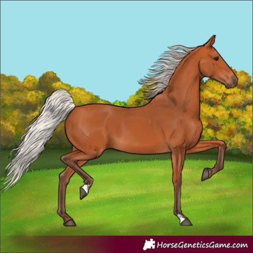 Horse Color:Silver Bay 
