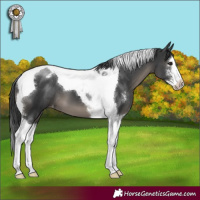 Horse Color:Black Sabino Splash Tobiano Varnish 