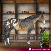 Horse Color:Buckskin Appaloosa 