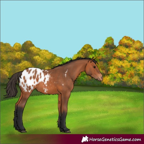 Horse Color:Bay Blanket Rabicano 