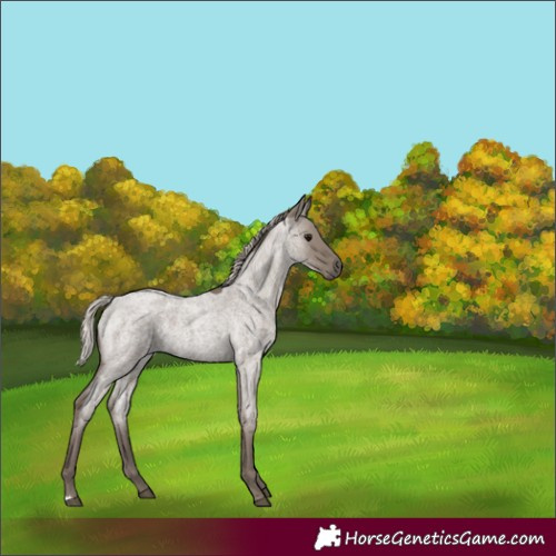 Horse Color:Silver Grullo Roan 