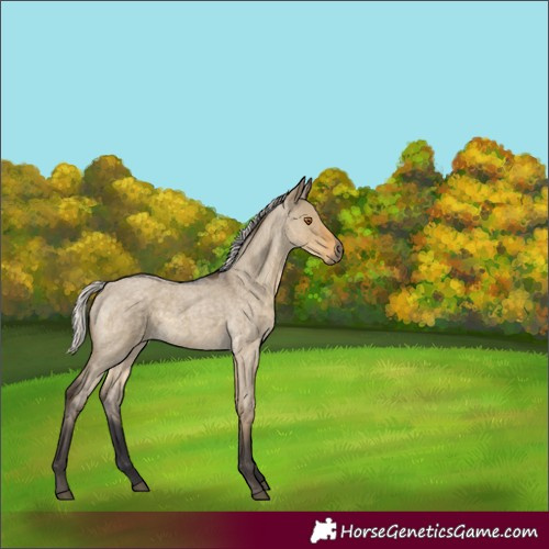 Horse Color:Silver Smoky Grullo Roan 