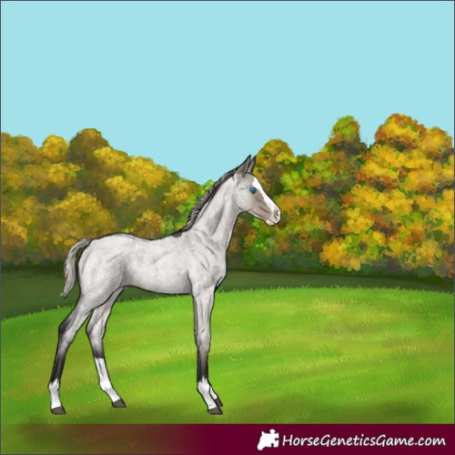 Horse Color:Silver Smoky Grullo Roan Splash 